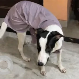 A Black and White Indie Dog Missing from Pillar 214, Patel nagar
