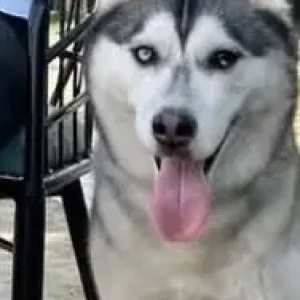 A Black and White Husky Dog Missing from Raj Bagh, Ghaziabad-2
