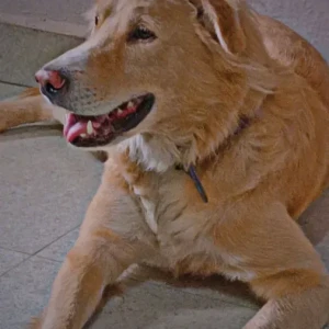 A White Golden Retriever Dog Missing from PCMC Dehu, Gatha mandir-2