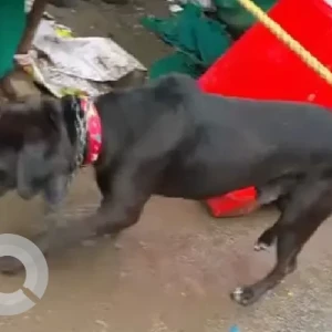 A Black Indie Dog Found from Bhide bridge deccan