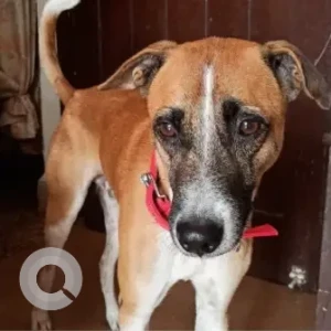 A White-Brown Mix Indie Dog Missing from Porvorim