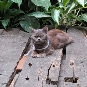 A Grey-White Mix Persian Cat Found from Mumbai-2