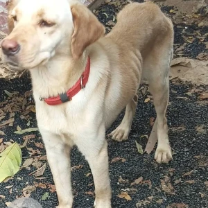 A White-Brown Mix Labrador Dog Found from Electronic City, Bengaluru