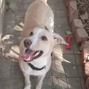 A White-Brown Mix Indie Dog Found from Sadanand Nagar