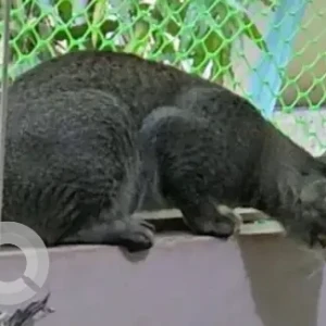 A Black and Brown Indie Cat Missing from Sector 12, Sonipat-2