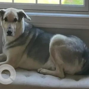 A Black and Brown Greyhound/Shepherd X Dog Missing from Sunnyside Rd/Sawgrass Lane/Ranch Golf Course