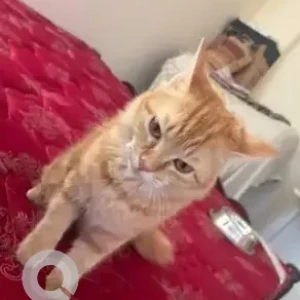 A Orange Persian Cat Found from Arekere, Bannerghatta Road