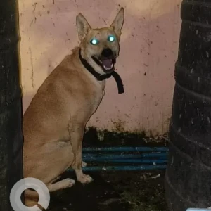 A White-Brown Mix Indie Dog Found from Sarita Vihar, New Delhi