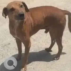 A Brown Indie Dog Missing from Gopi Dairy, Tilak Nagar-2