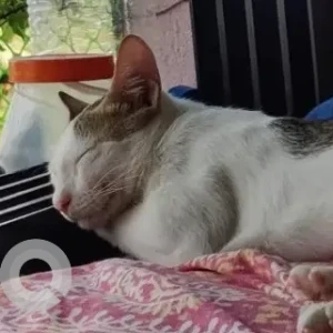 A Grey-White Mix Indie Cat Missing from Mangor-hill, Vasco-Da-Gama-2