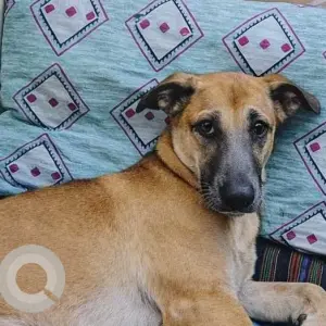 A White-Brown Mix Indie Dog Missing from West Patel Nagar, Baljeet Nagar