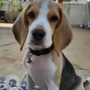 A White-Brown Mix Beagle Dog Missing from Tigdo Bridge, Doimuk