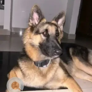 A Black and Brown German Shepherd Dog Missing from Kalyan Nagar, Bengaluru