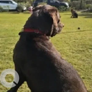 A Black and Brown Labrador Dog Missing from Hasanpur-2
