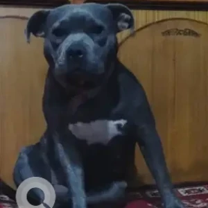 A Black American bully Dog Missing from Boudha, arabbank