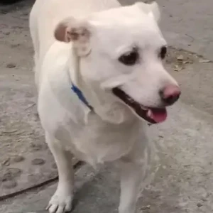 A White Indie mix Dog Found from Shekar hospital, Basavanagudi