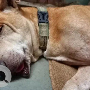 A White-Brown Mix Indie Dog Missing from Laxminaryan temple, Malad east-2