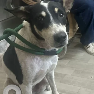 A Black and White Indie Dog Found from Panchvati apartments, vikas puri, west delhi