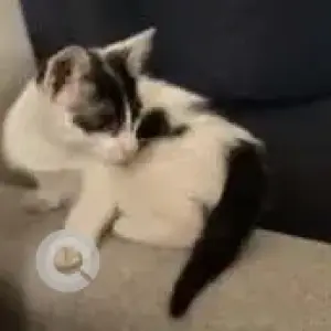 A Black and White Indie Cat Missing from Kanakadasa Road-2