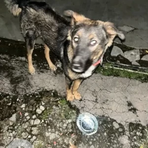 A Black and Brown Indie Dog Found from Karve road