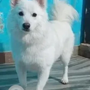 A White Pomeranian Dog Missing from Wazirabad, Sector-52-3