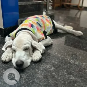 A White Golden Retriever Dog Missing from Banashankari 6th stage-2