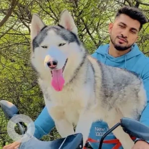 A Black and White Husky Dog Missing from Nangli poona, Swaroop nagar-2