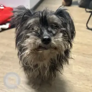 A Black and Brown Yorkie Dog Found from Fitchburg