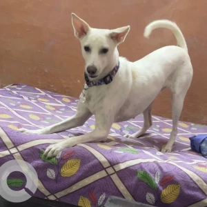 A White-Brown Mix Indie Dog Missing from New Delhi