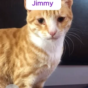 A White-Brown Mix Domestic Shorthair Cat Missing from Sunakothi, Lalitpur