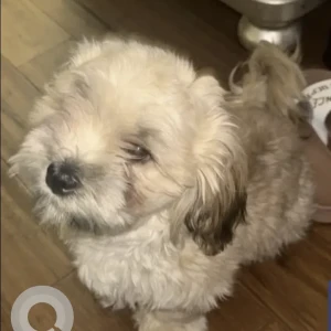 A White-Brown Mix Shih Tzu Dog Found from f Padelford Near North Main St