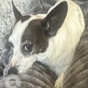 A White Chihuahua/Dachshund mix Dog Missing from Ballard st./Lincoln Ave. near Resco Lynn Marsh Rd