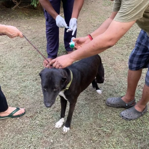 Rabies vaccination-66