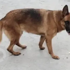 A Black and Brown Alsatian German shepherd Dog Found from Bannerghatta Apollo Hospital-2