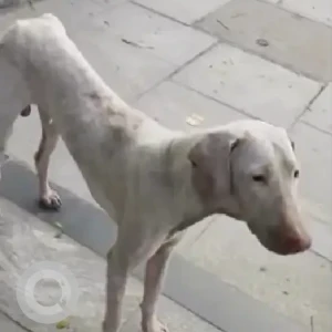 A White Indie Dog Found from Gandhi Mandapam