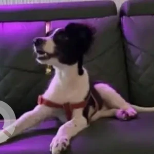 A Black and White Indie Dog Found from Dahisar Bridge