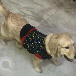 A Brown Golden Retriever Dog Missing from Bharat Dhaba, Srinagar