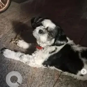 A Black and White Shih Tzu Dog Missing from Banashankari, Bengaluru-2