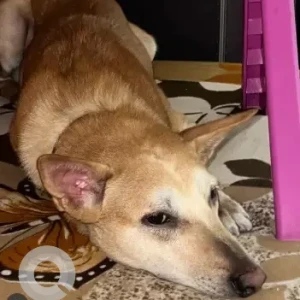 A White-Brown Mix Indie Dog Missing from Jalandhar-3