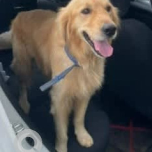A Brown Golden Retriever Dog Found from Timmasandra-3