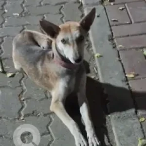 A Black and Brown Indie Dog Found from Mukundnagar