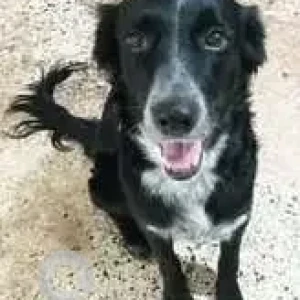 A Black and White Indie Dog Missing from Subhash Nagar Colony, Shukrawar Peth