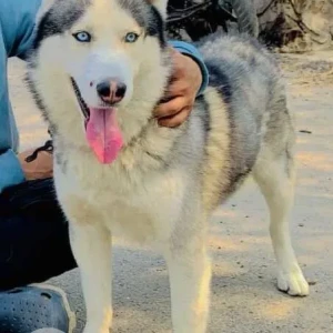 A Black and White Husky Dog Missing from Nangli poona, Swaroop nagar
