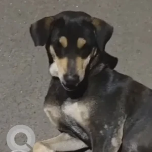 A Black and Brown Indie Dog Missing from Newtown BD Block ,  Biswabangla-2