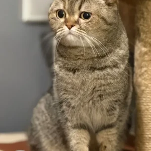 A Brown British Shorthair Cat Missing from Villanova, Dubai