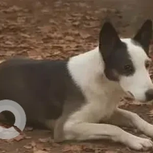 A Black and White Indie Dog Missing from Lajpat Nagar Metro Station