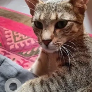 A Black and Brown Indie Cat Missing from Milaap apartments