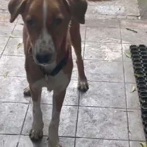 A White-Brown Mix Indie Dog Found from Hadapsar, Pune