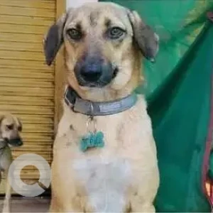 A White-Brown Mix Indie Dog Missing from Alkasa Society, Mohammad Wadi
