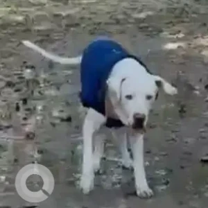 A White Pitbull Dog Found from Deer Park